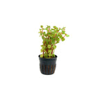 ROTALA ROTUNDIFOLIA 'BLOOD RED' - AQUAFLORA