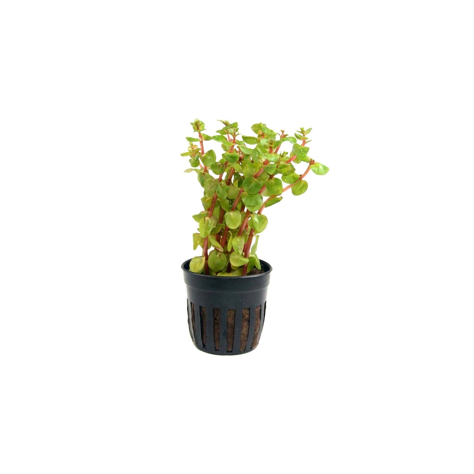 ROTALA ROTUNDIFOLIA 'BLOOD RED' - AQUAFLORA