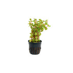 ROTALA ROTUNDIFOLIA 'BLOOD RED' - AQUAFLORA