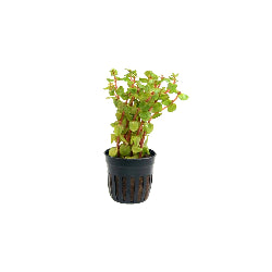 ROTALA ROTUNDIFOLIA 'BLOOD RED' - AQUAFLORA