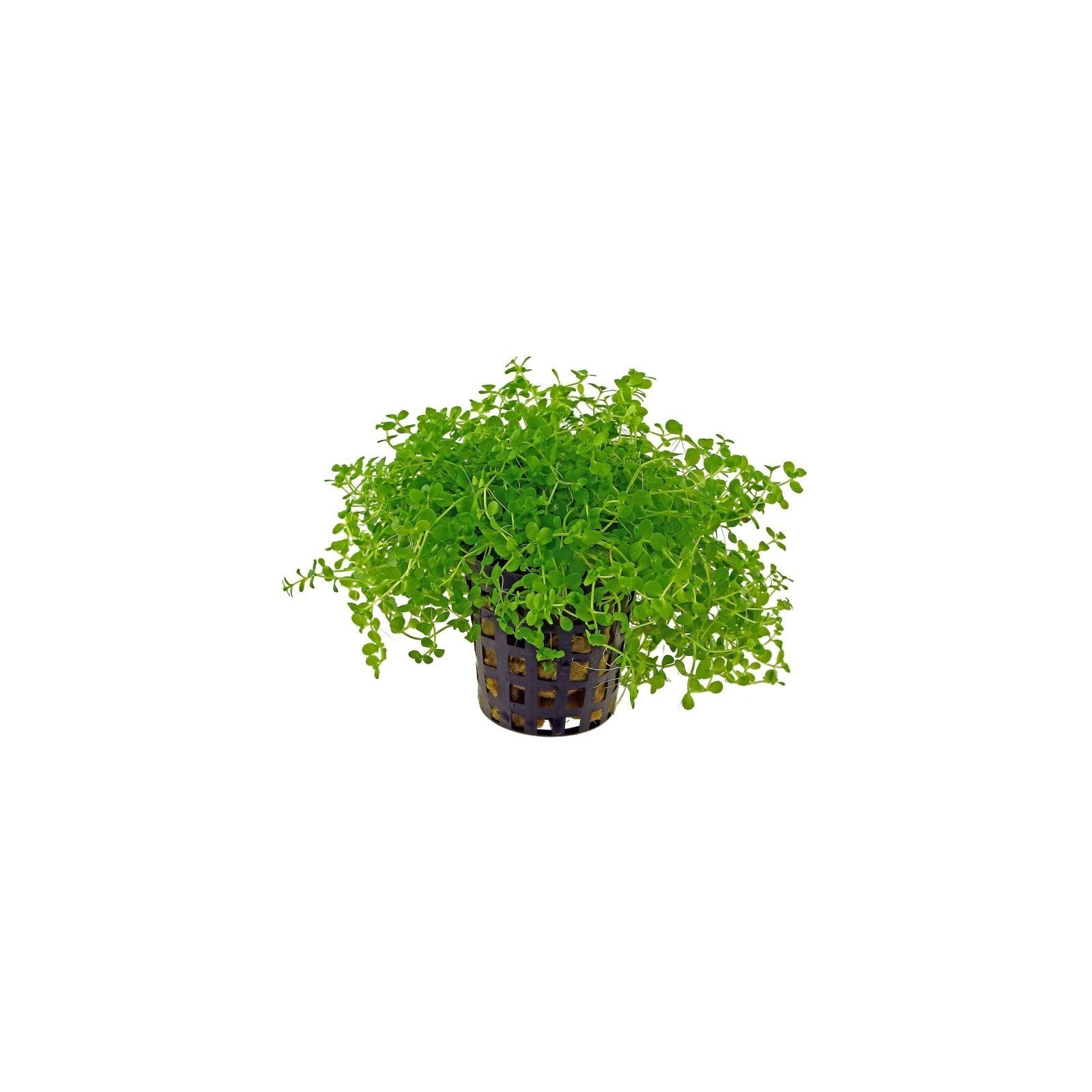 MICRANTHEMUM SPECIES 'MONTE CARLO' - AQUAFLORA