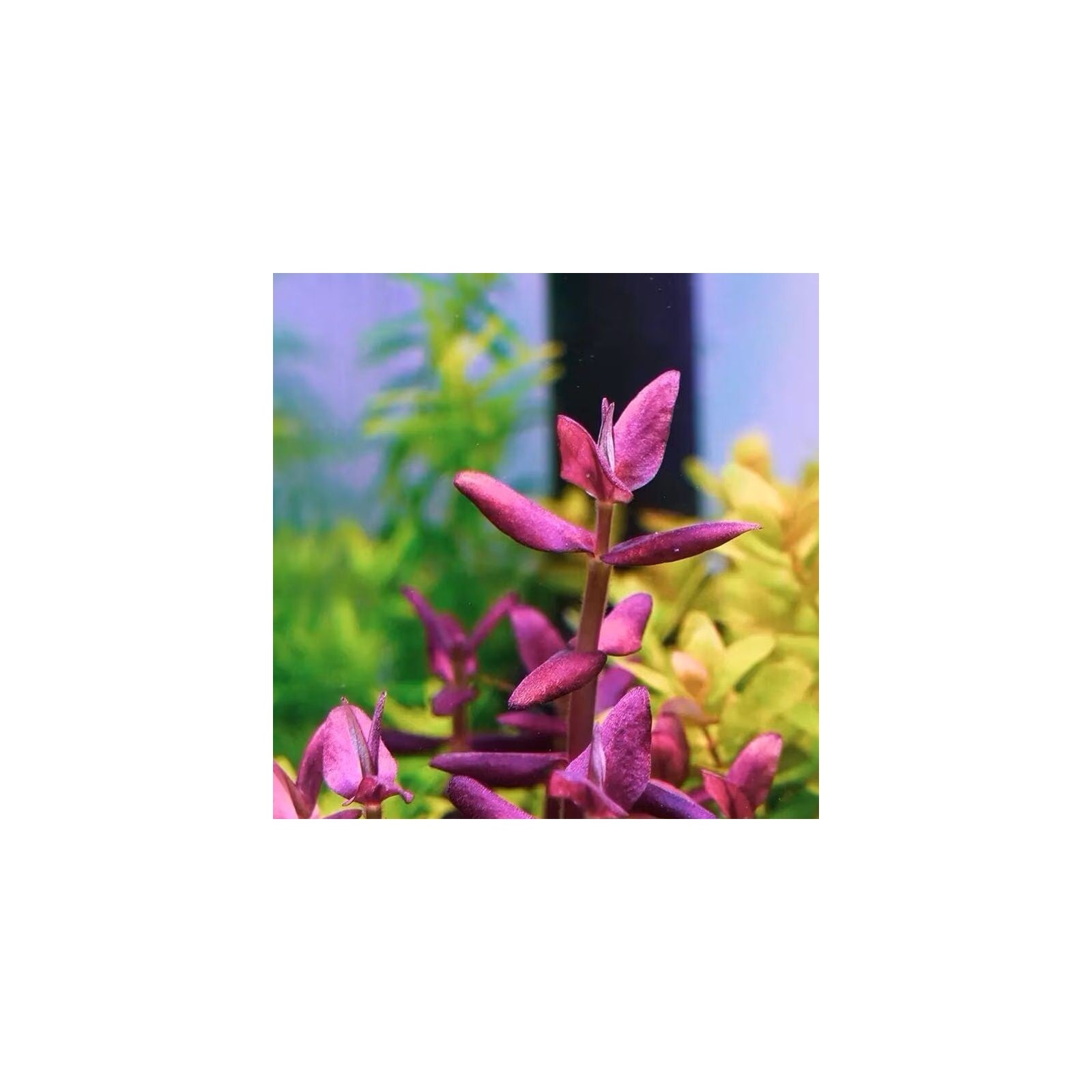 BACOPA SALZMANNII 'PURPLE' - AQUAFLORA