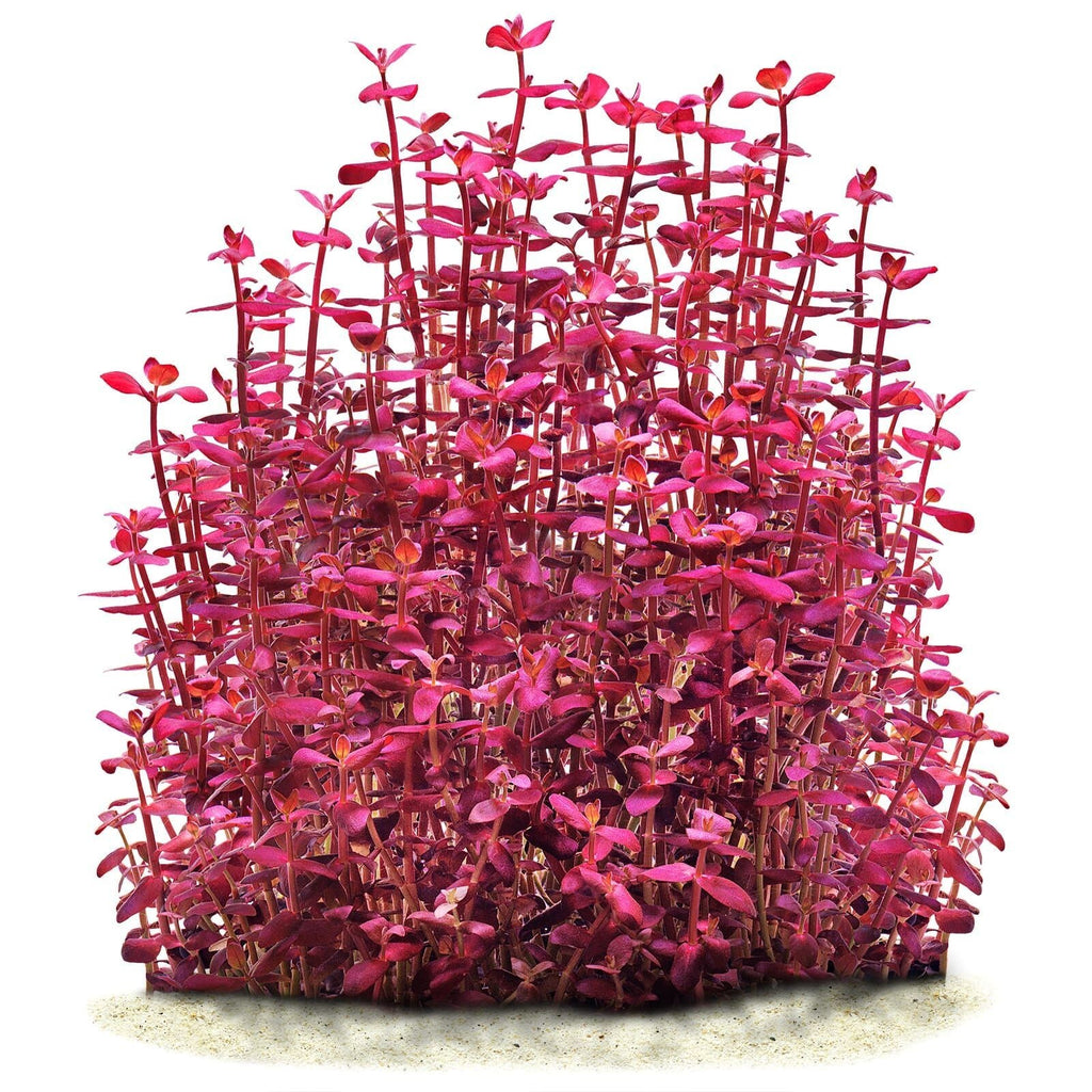BACOPA SALZMANNII 'PURPLE' - AQUAFLORA