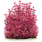 BACOPA SALZMANNII 'PURPLE' - AQUAFLORA