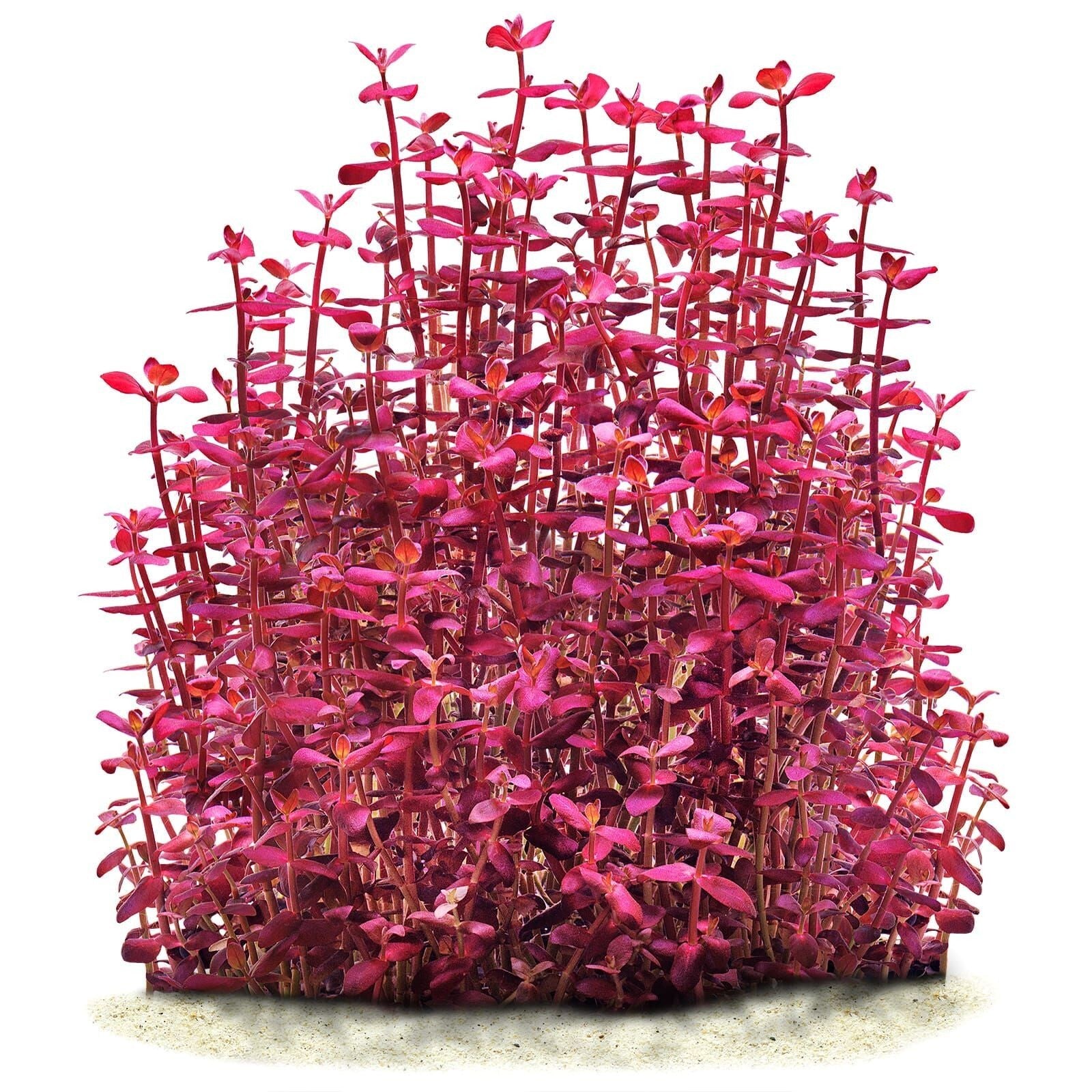 BACOPA SALZMANNII 'PURPLE' - AQUAFLORA