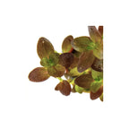 BACOPA SALZMANNII 'PURPLE' - AQUAFLORA
