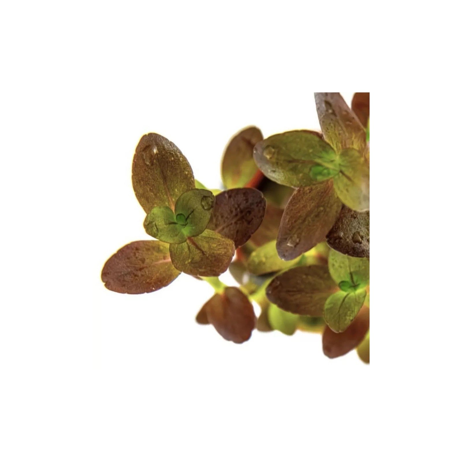 BACOPA SALZMANNII 'PURPLE' - AQUAFLORA