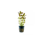 BACOPA SALZMANNII 'PURPLE' - AQUAFLORA