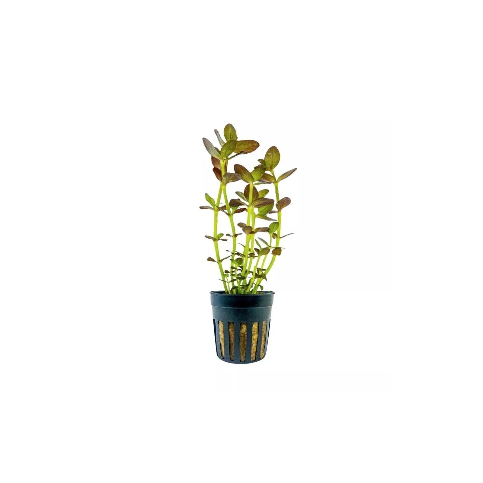 BACOPA SALZMANNII 'PURPLE' - AQUAFLORA