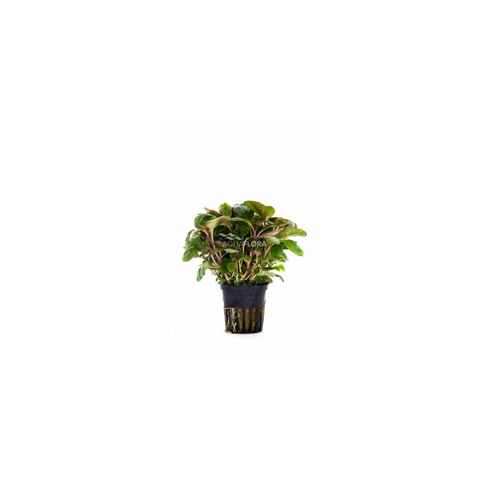 LOBELIA CARDINALIS 'MINI' - AQUAFLORA