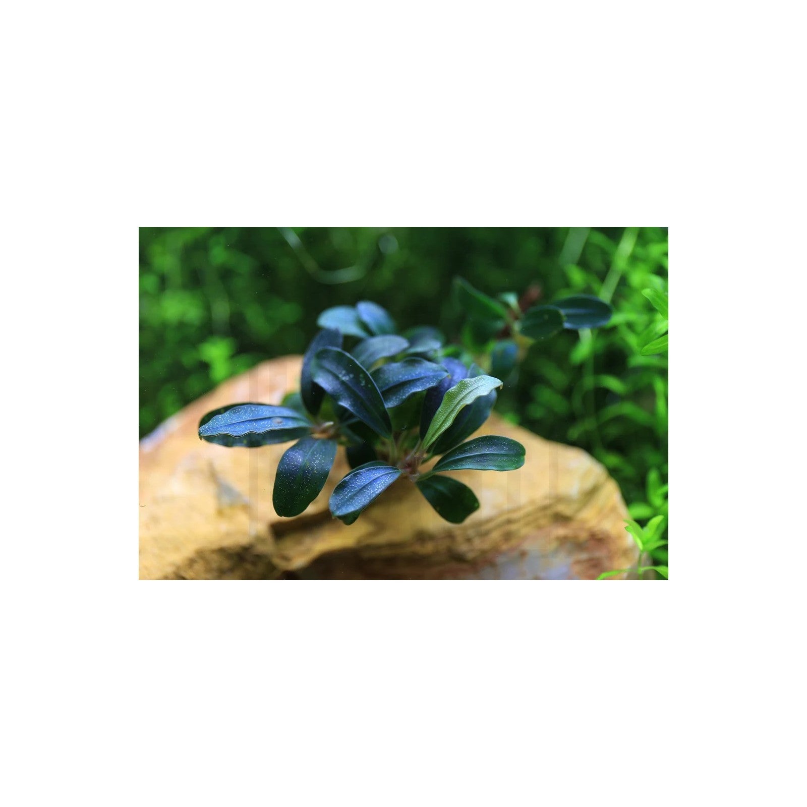 BUCEPHALANDRA 'DEEP PURPLE' - AQUAFLORA