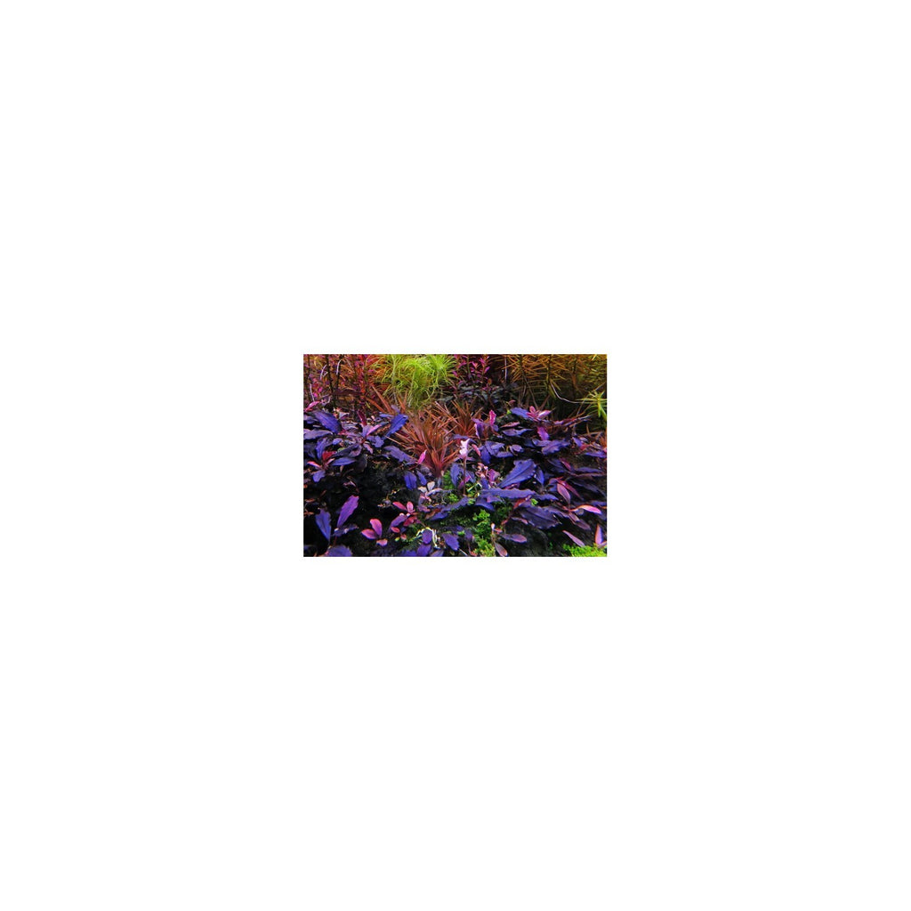 BUCEPHALANDRA 'DEEP PURPLE' - AQUAFLORA