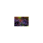 BUCEPHALANDRA 'DEEP PURPLE' - AQUAFLORA