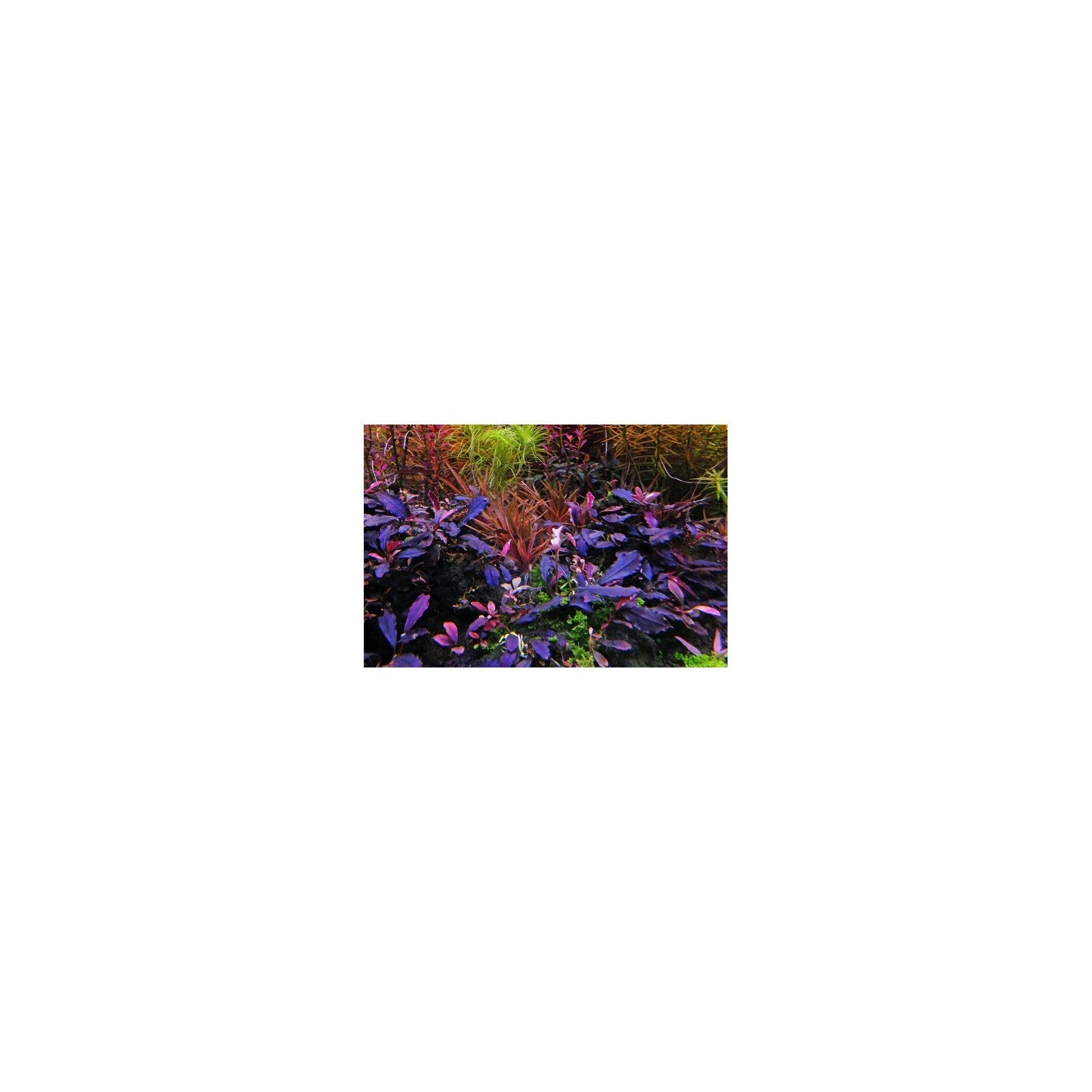 BUCEPHALANDRA 'DEEP PURPLE' - AQUAFLORA