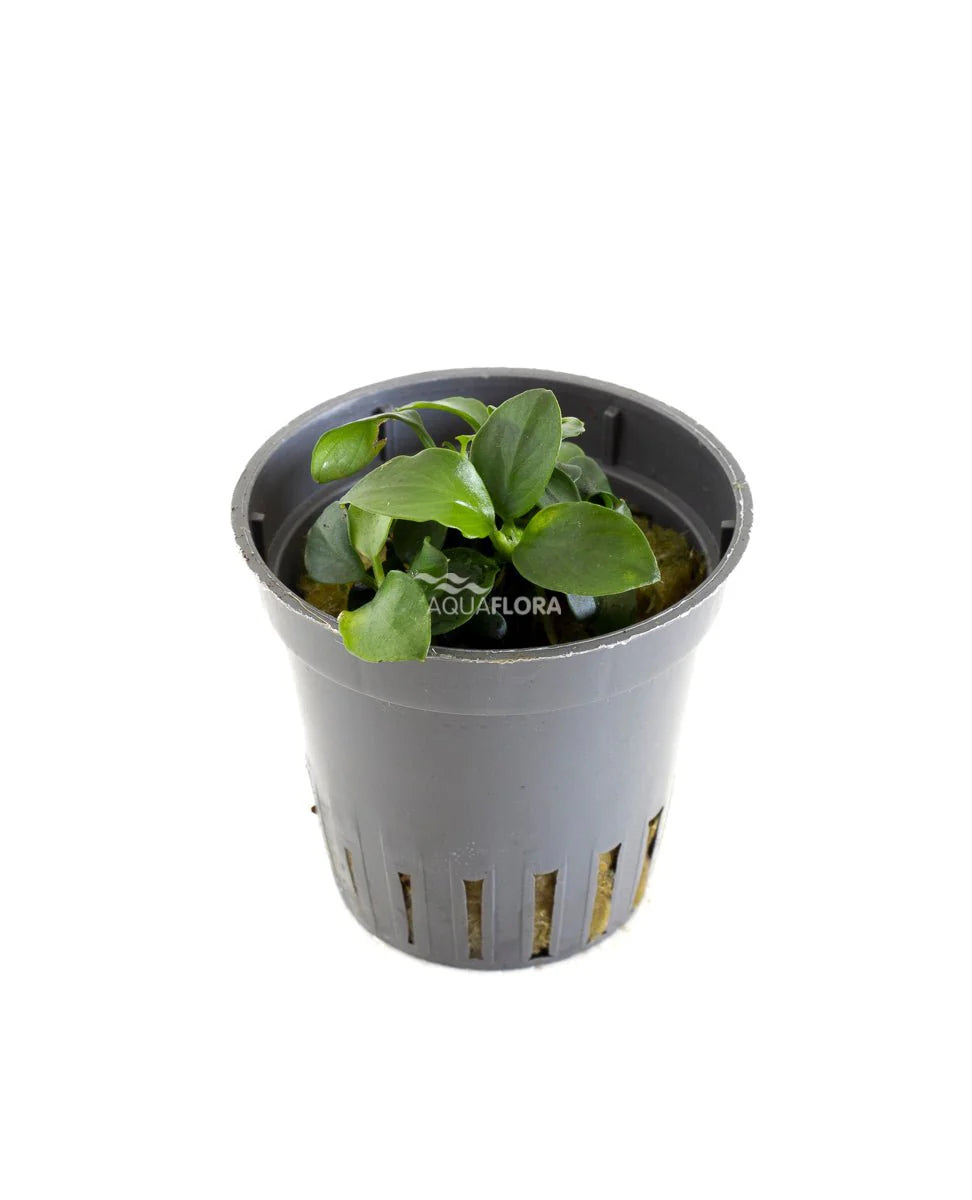 ANUBIAS BARTERI VAR. NANA 'MINI MINI' - AQUAFLORA