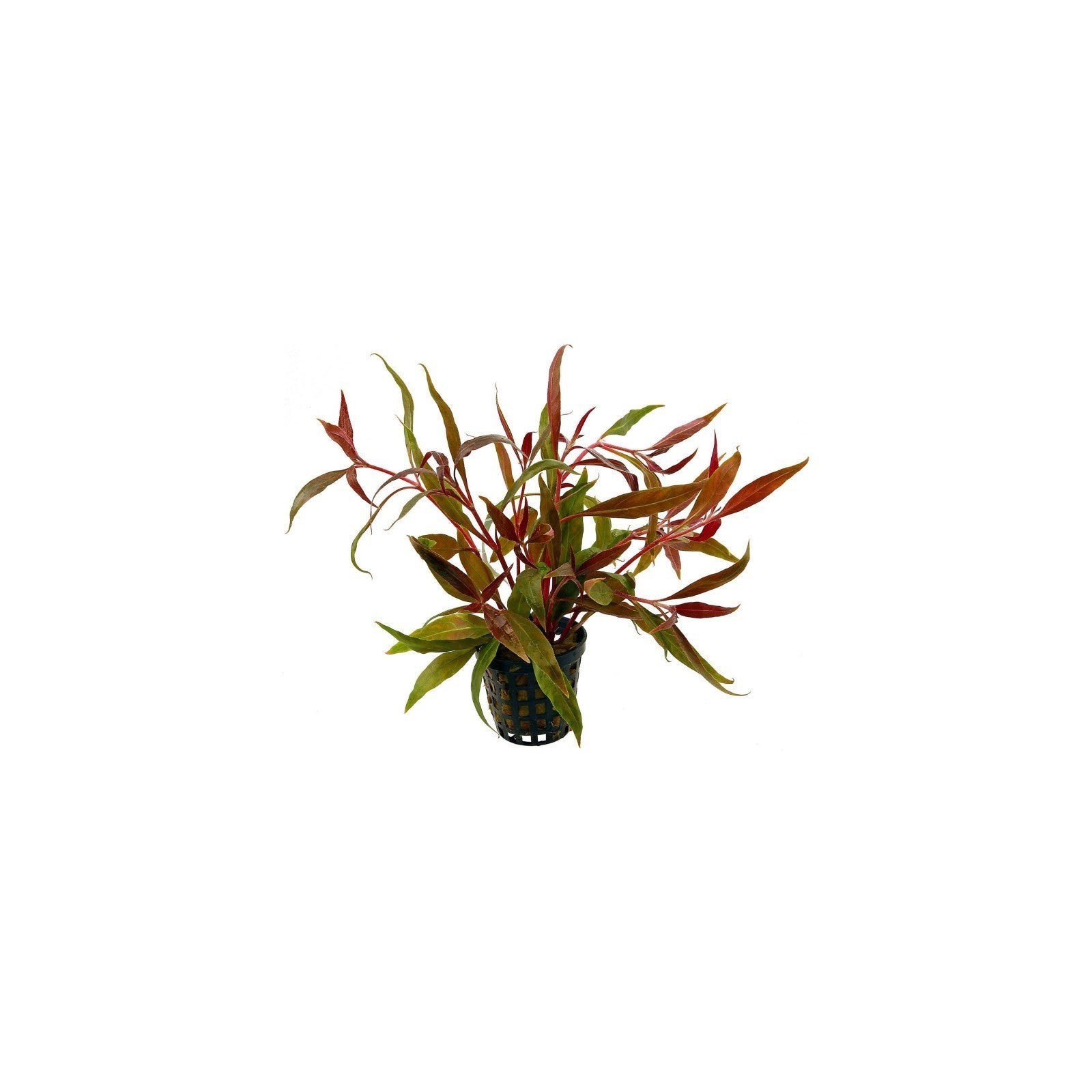 Alternanthera reineckii 'Rosaefolia' - AQUAFLORA