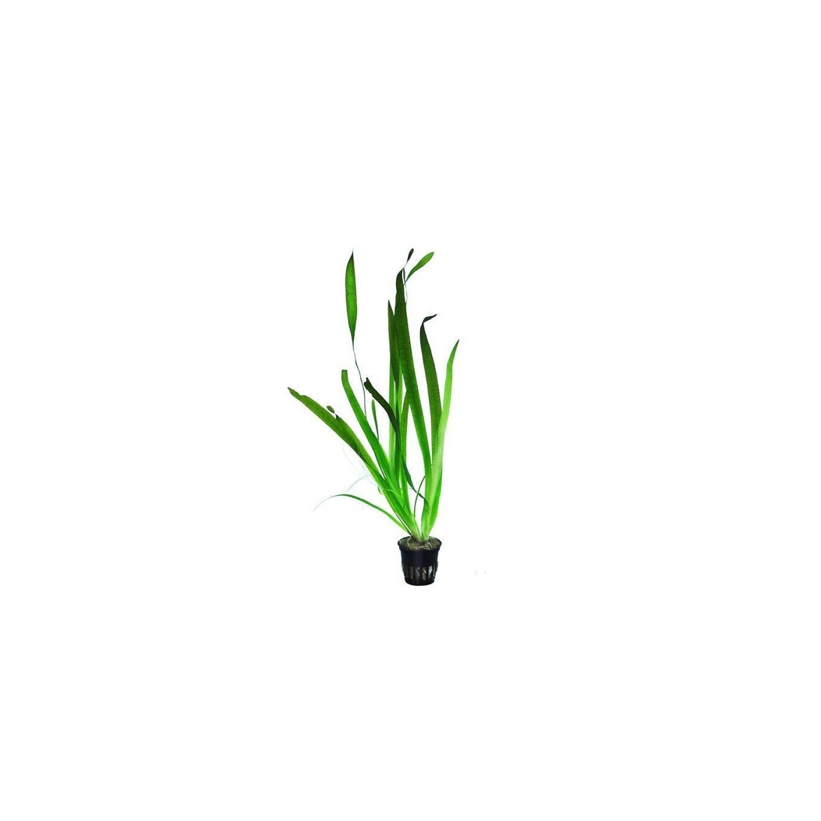 VALLISNERIA AUSTRALIS GIGANTEA - AQUAFLORA