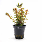 ROTALA SPECIES ' YAO YAI' - AQUAFLORA