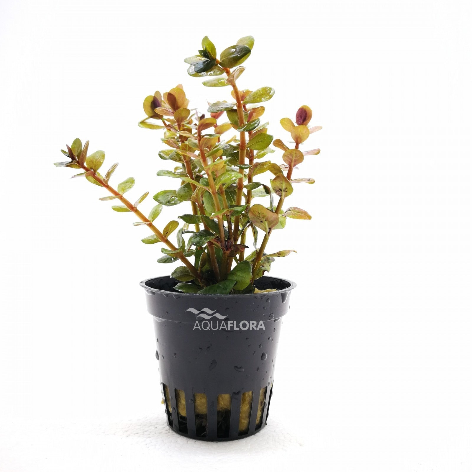 ROTALA SPECIES ' YAO YAI' - AQUAFLORA