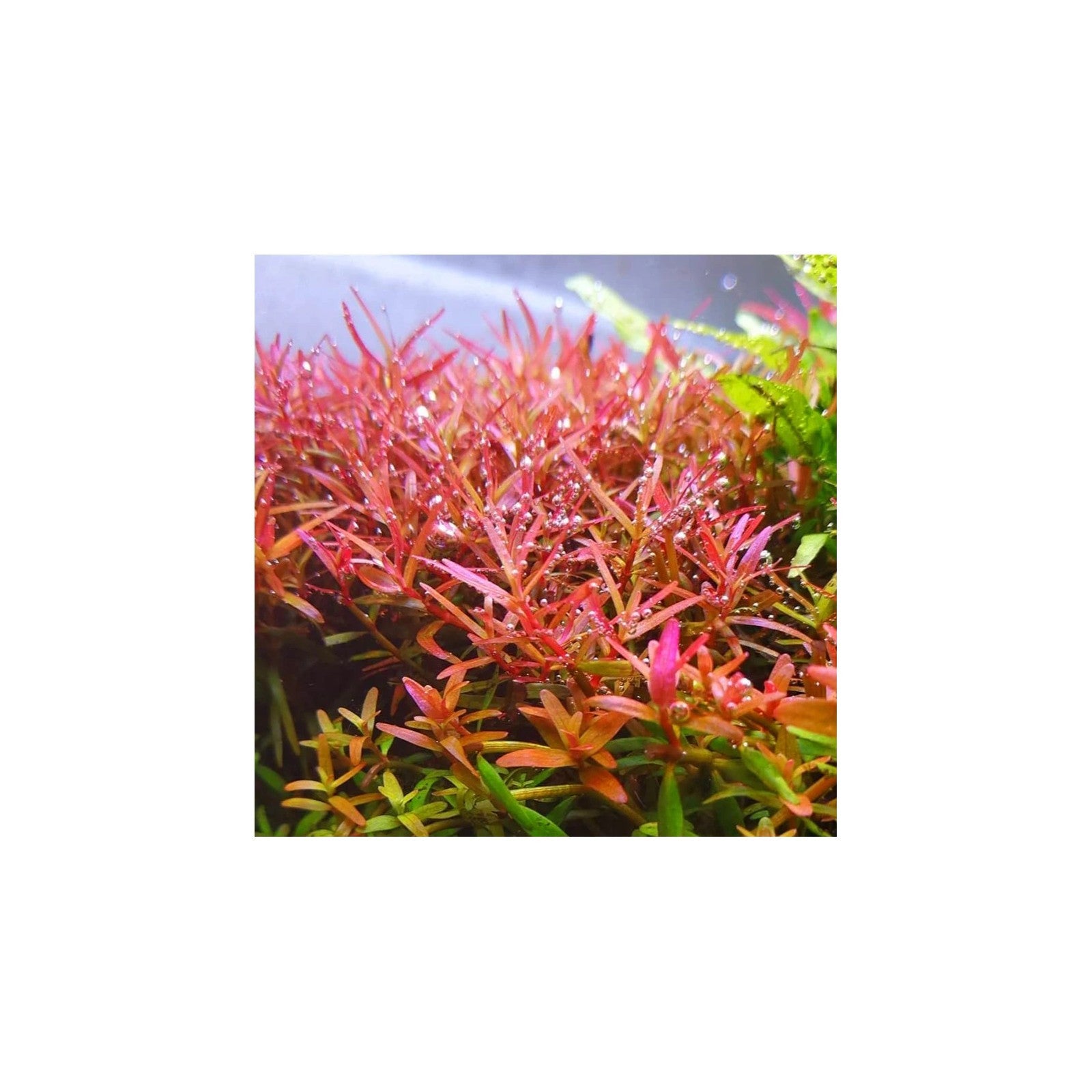 ROTALA SPECIES ' YAO YAI' - AQUAFLORA