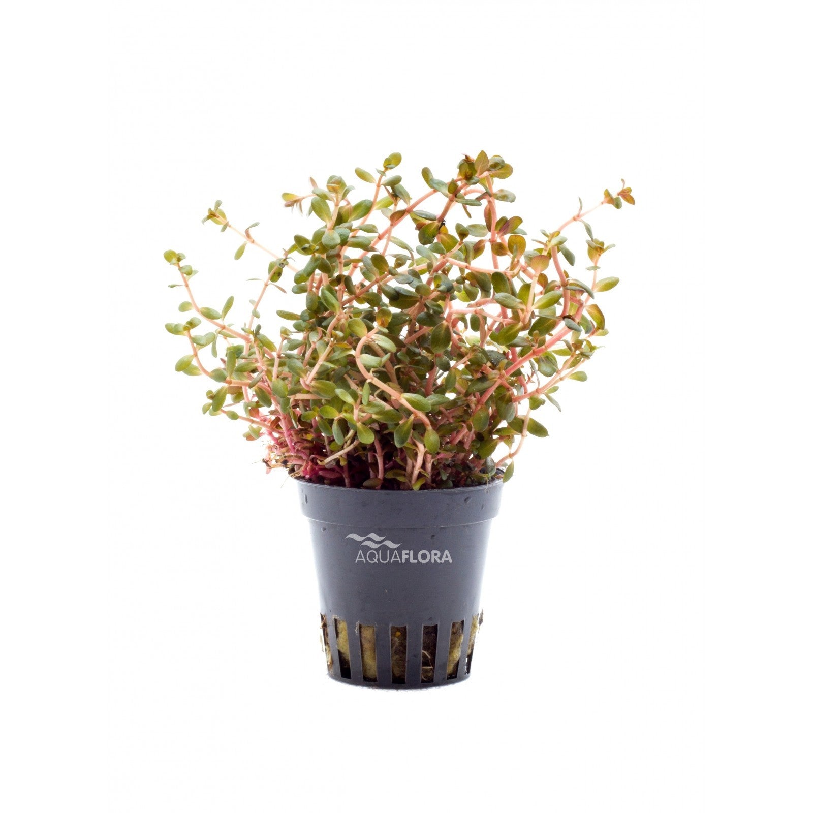ROTALA ROTUNDIFOLIA ' ORANGE JUICE' - AQUAFLORA