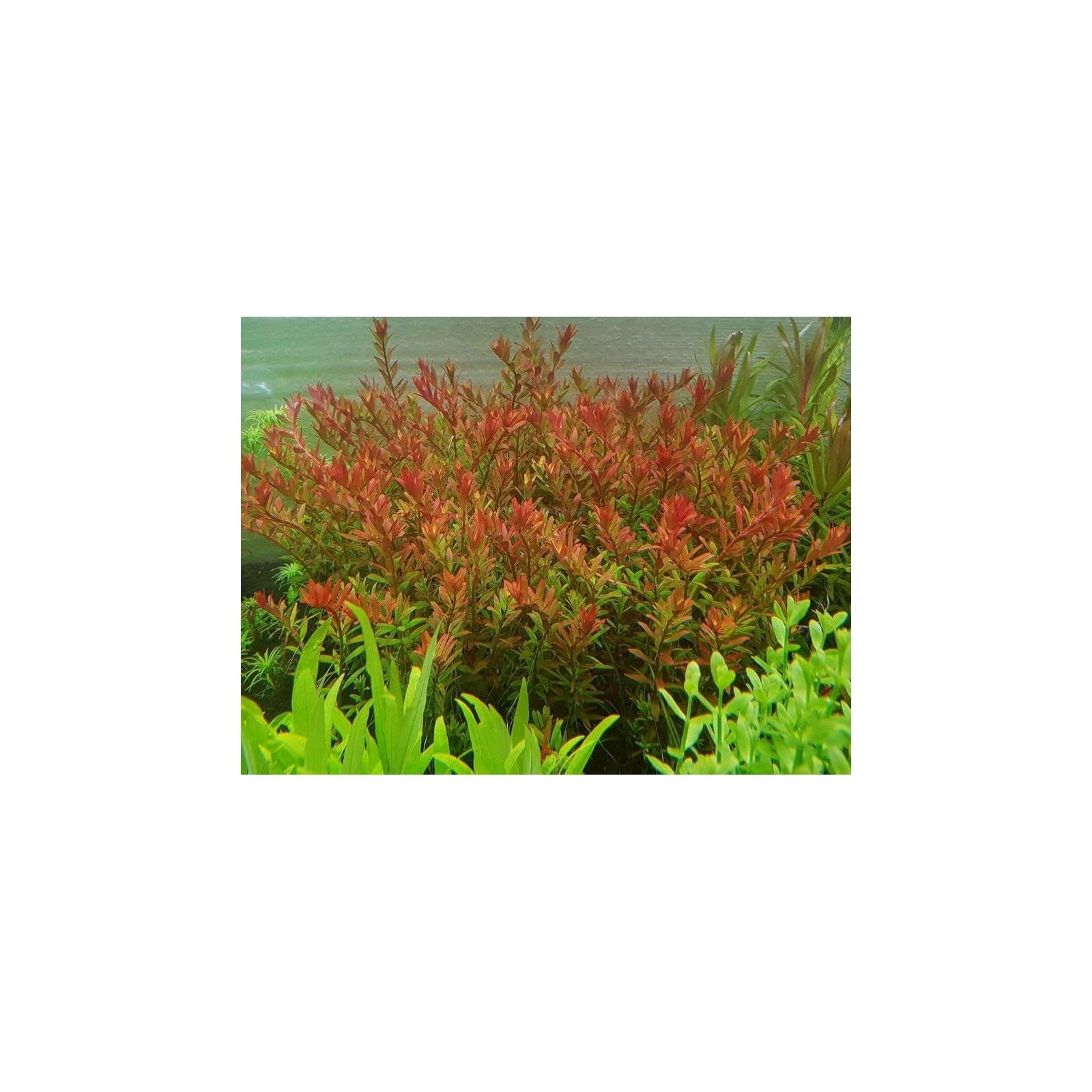 ROTALA ROTUNDIFOLIA ' ORANGE JUICE' - AQUAFLORA