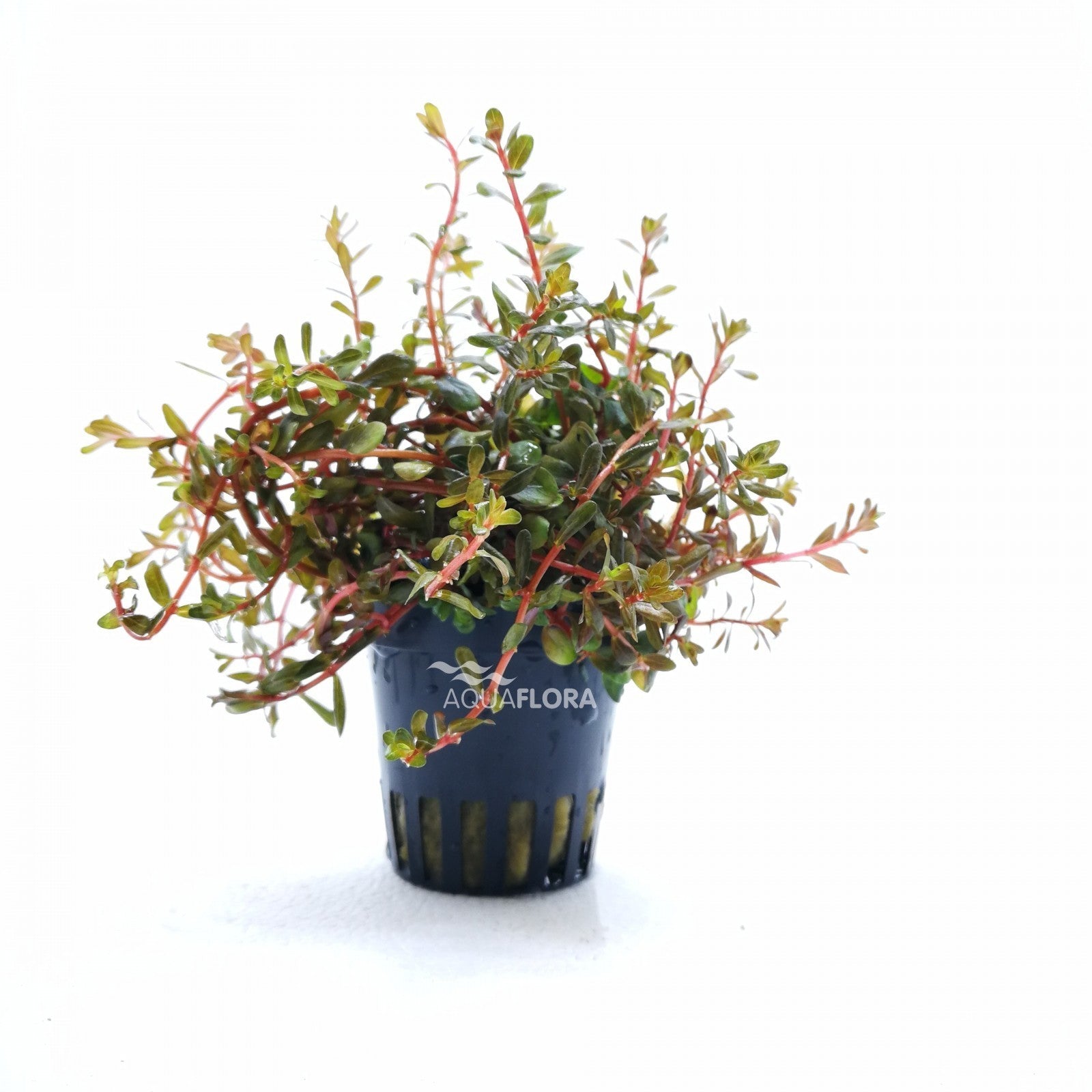 ROTALA ROTUNDIFOLIA ' H'RA' - AQUAFLORA