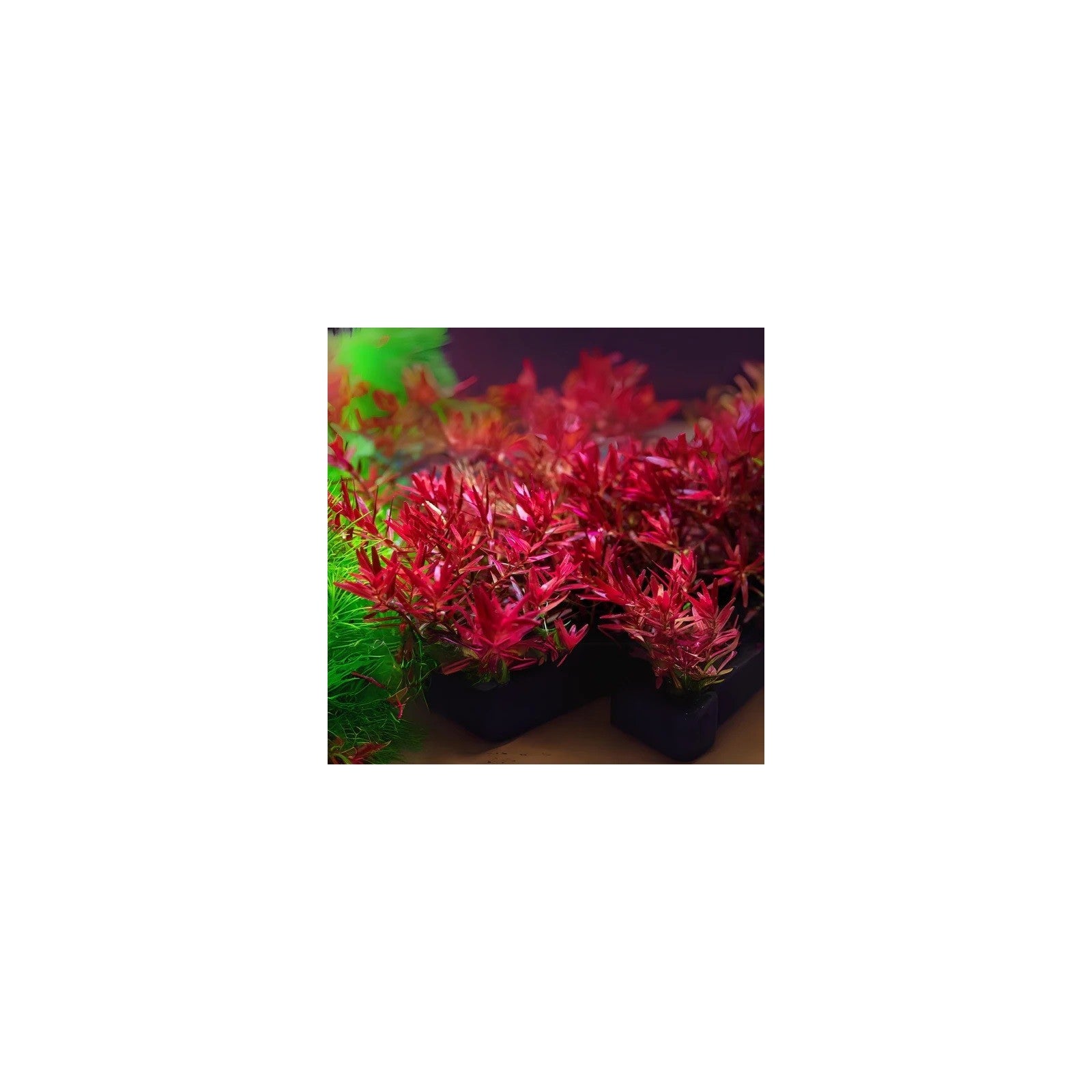 ROTALA ROTUNDIFOLIA ' H'RA' - AQUAFLORA