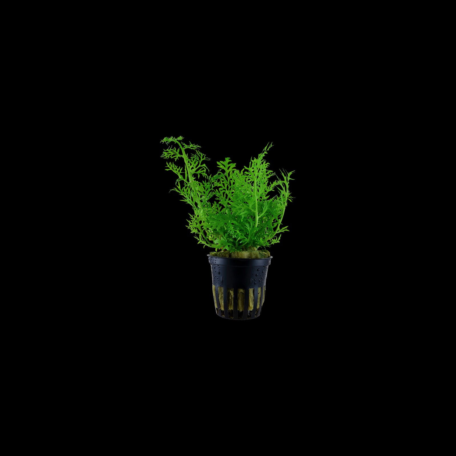 CERATOPTERIS THALICTROIDES - AQUAFLORA