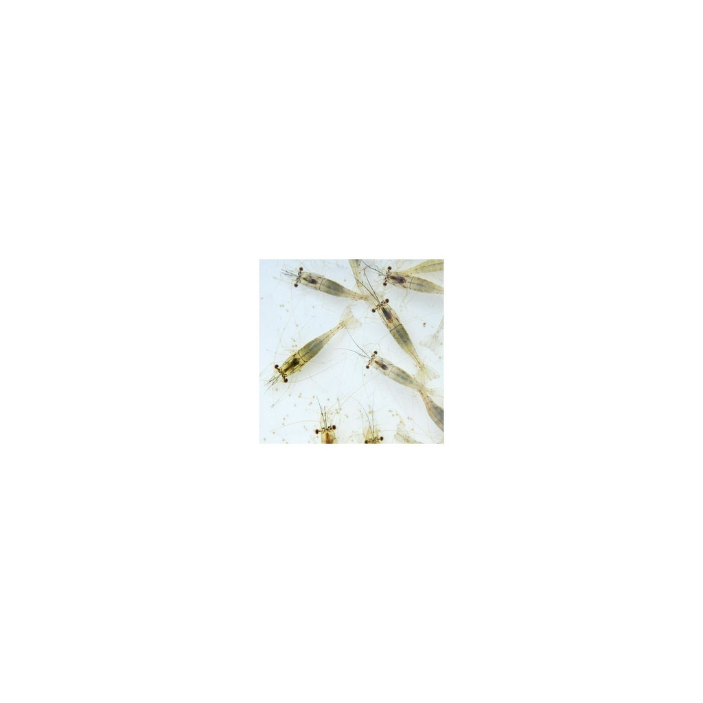 River Shrimps 250 ml cibo vivo Live Food - Aquaflora