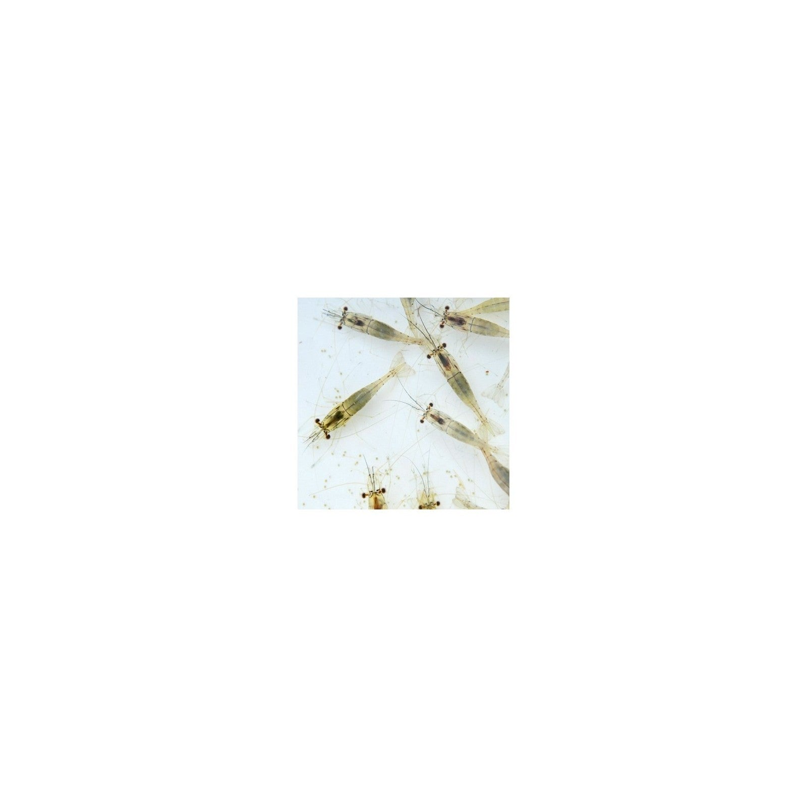 River Shrimps 250 ml cibo vivo Live Food - Aquaflora