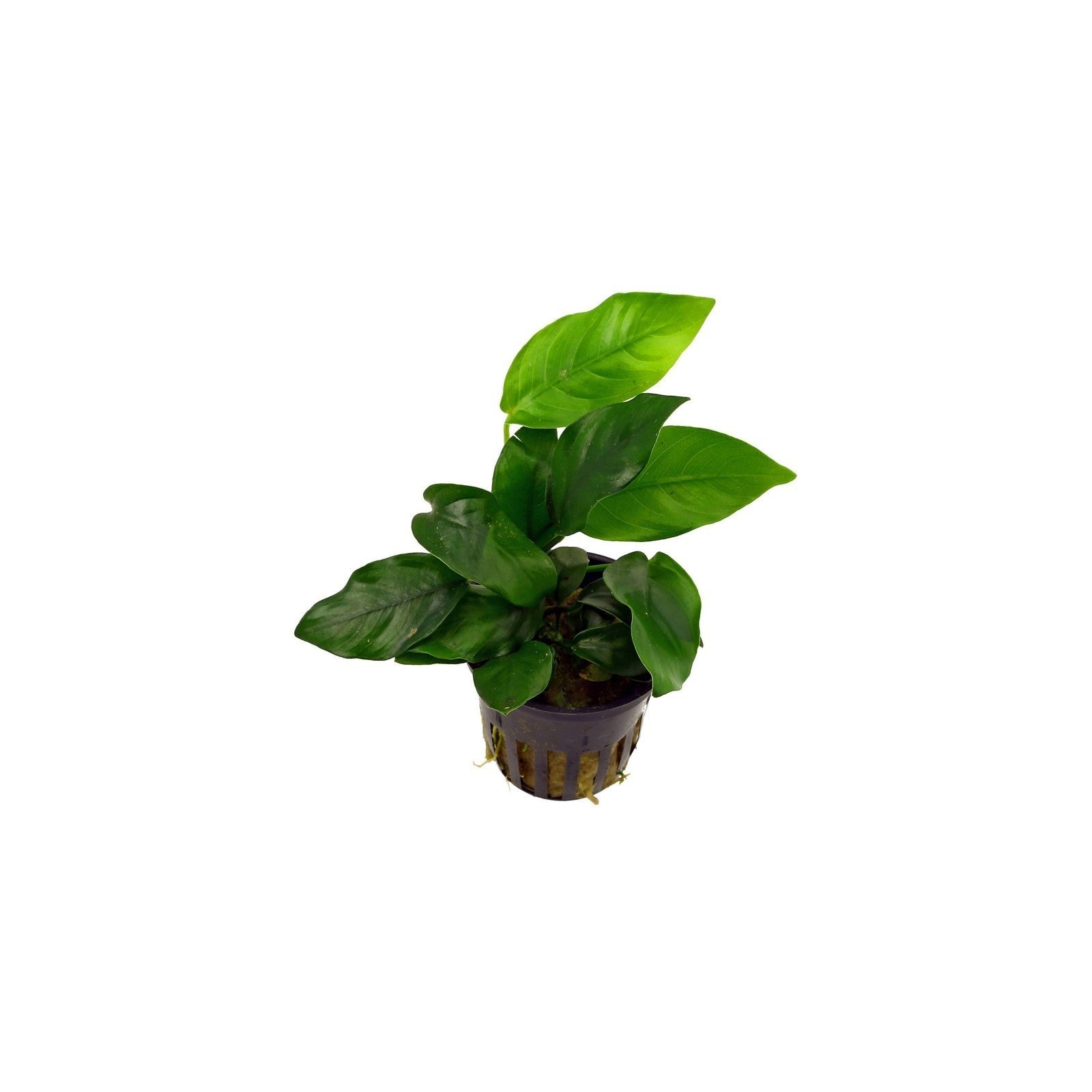 ANUBIAS BARTERI VAR. NANA - AQUAFLORA