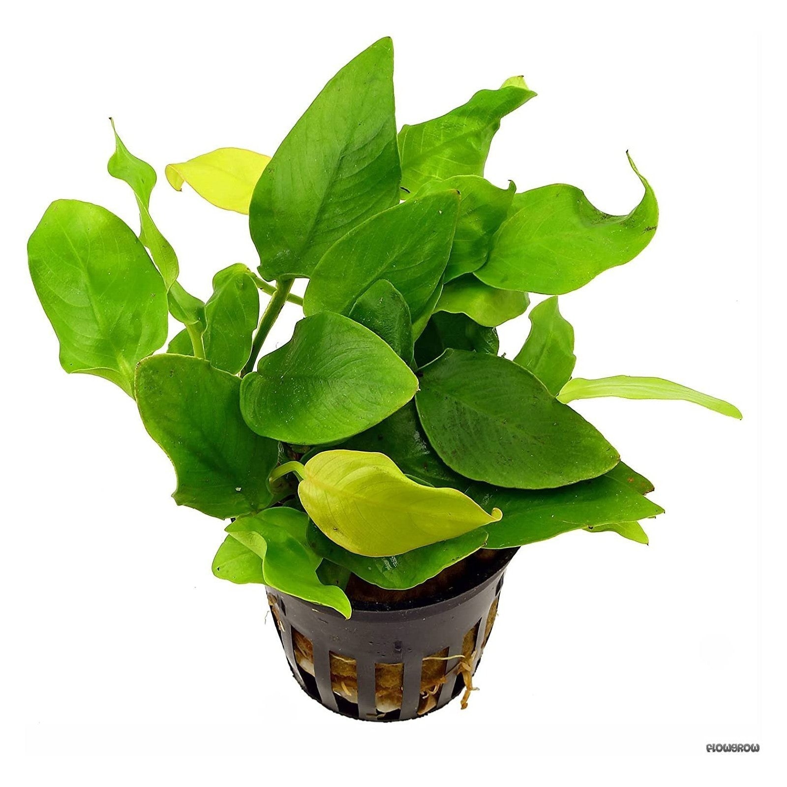 ANUBIAS BARTER VAR. NANA 'GOLDEN' - AQUAFLORA