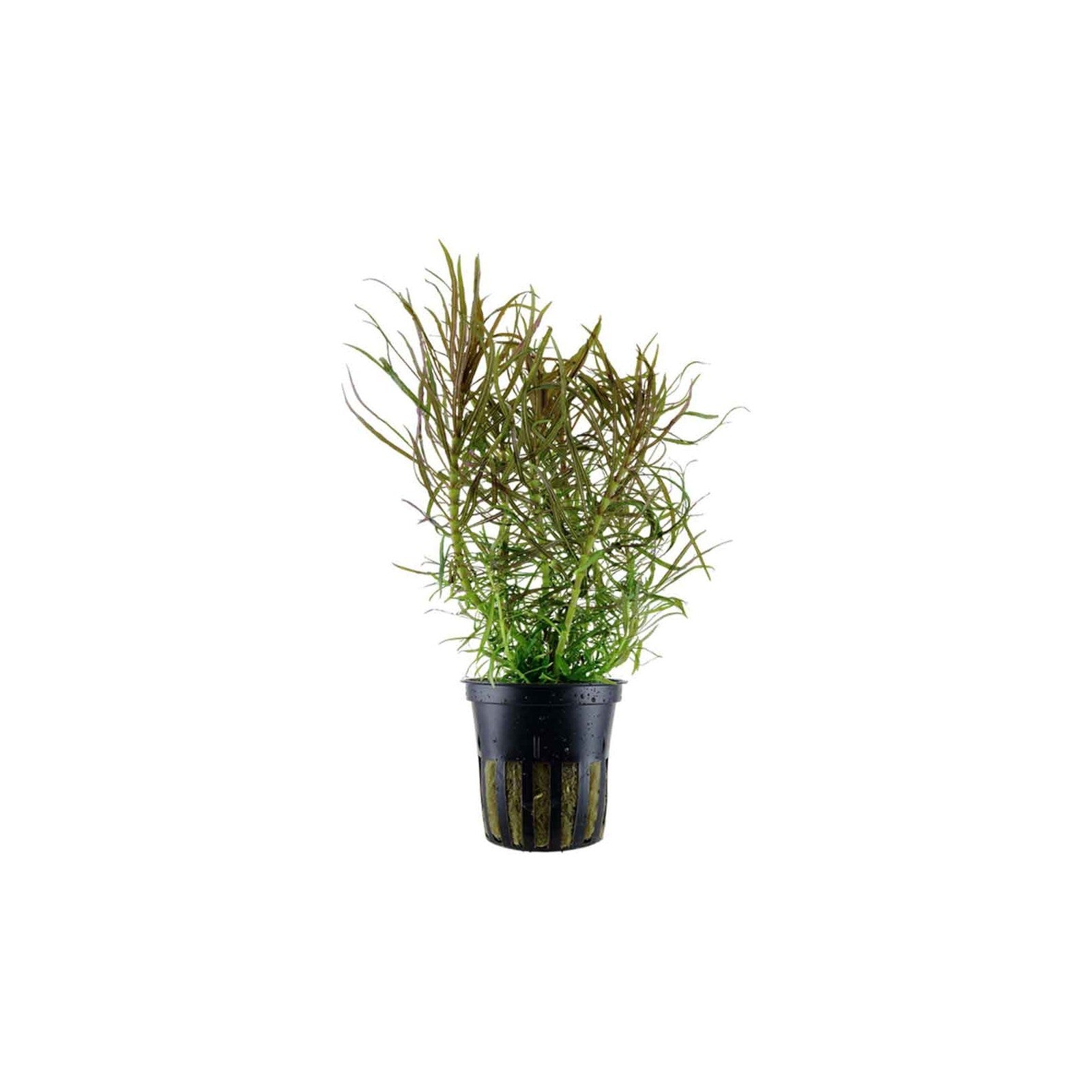 EUSTERALIS STELLATA - AQUAFLORA