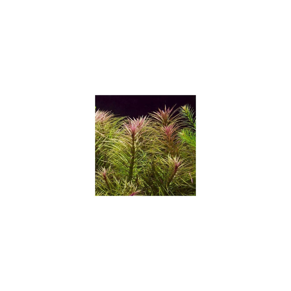EUSTERALIS STELLATA - AQUAFLORA