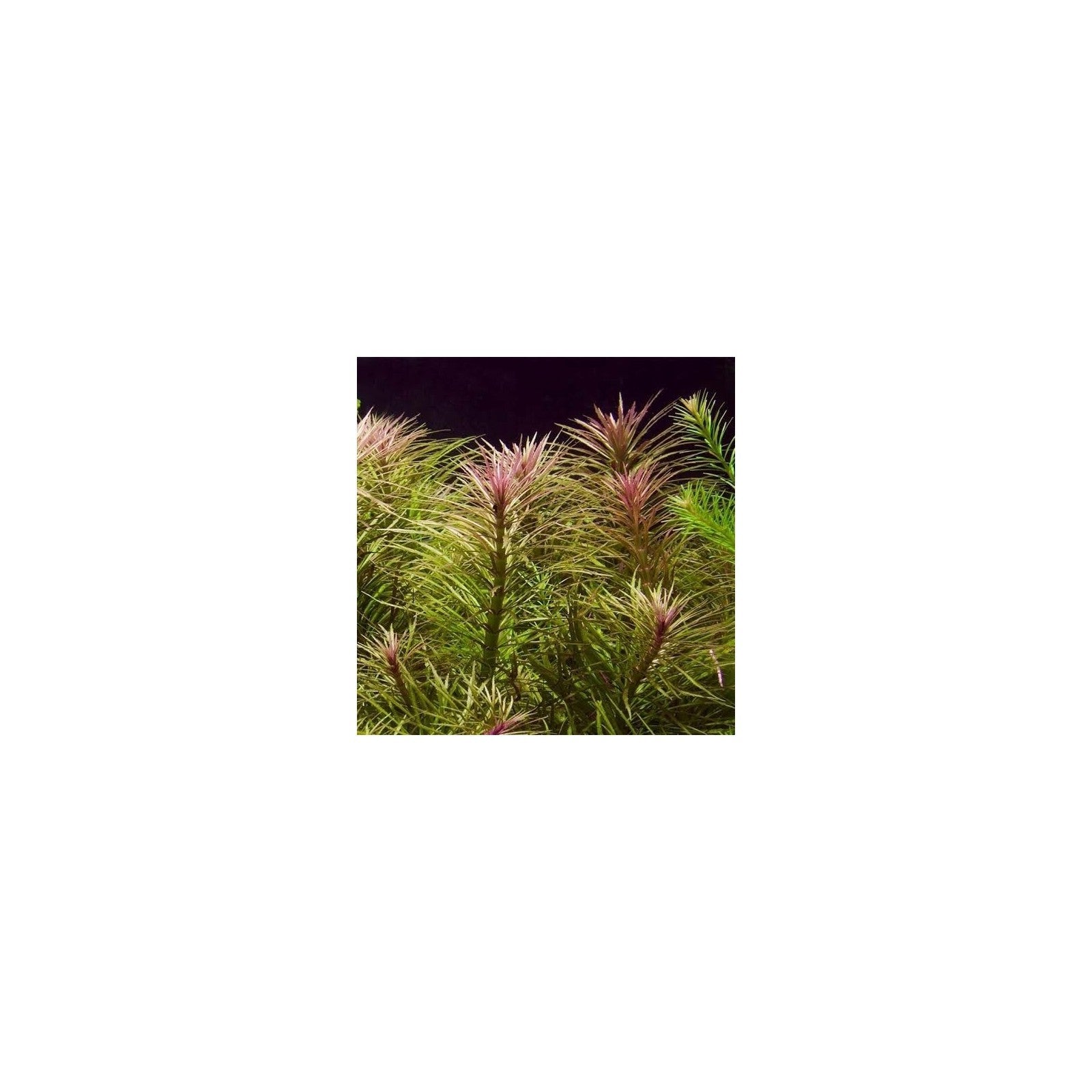 EUSTERALIS STELLATA - AQUAFLORA