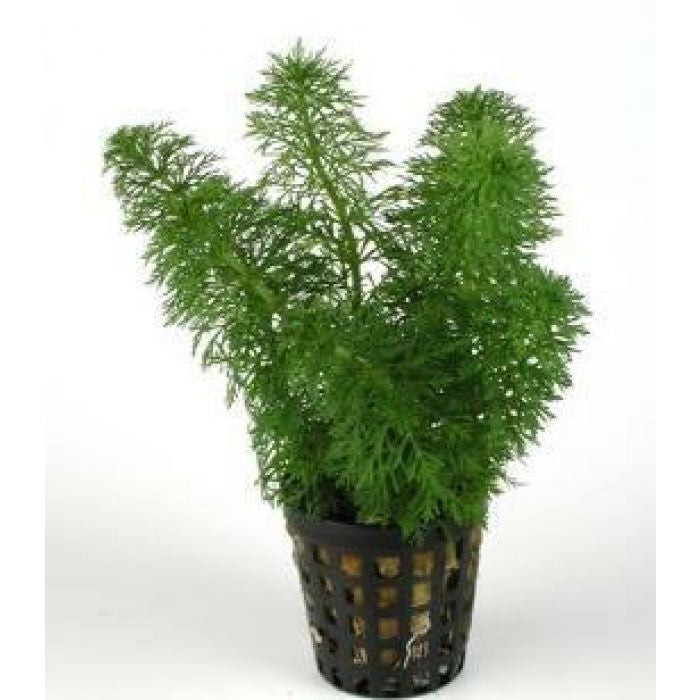 LIMNOPHILA HETEROPHYLLA - AQUAFLORA