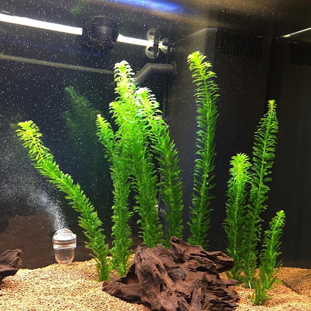EGERIA DENSA TERRACOTTA- AQUAFLORA