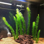 EGERIA DENSA TERRACOTTA- AQUAFLORA