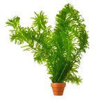 EGERIA DENSA TERRACOTTA- AQUAFLORA