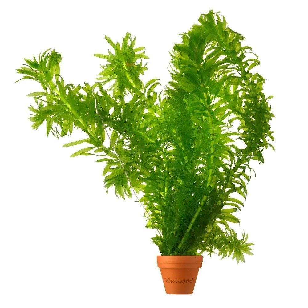 EGERIA DENSA TERRACOTTA- AQUAFLORA