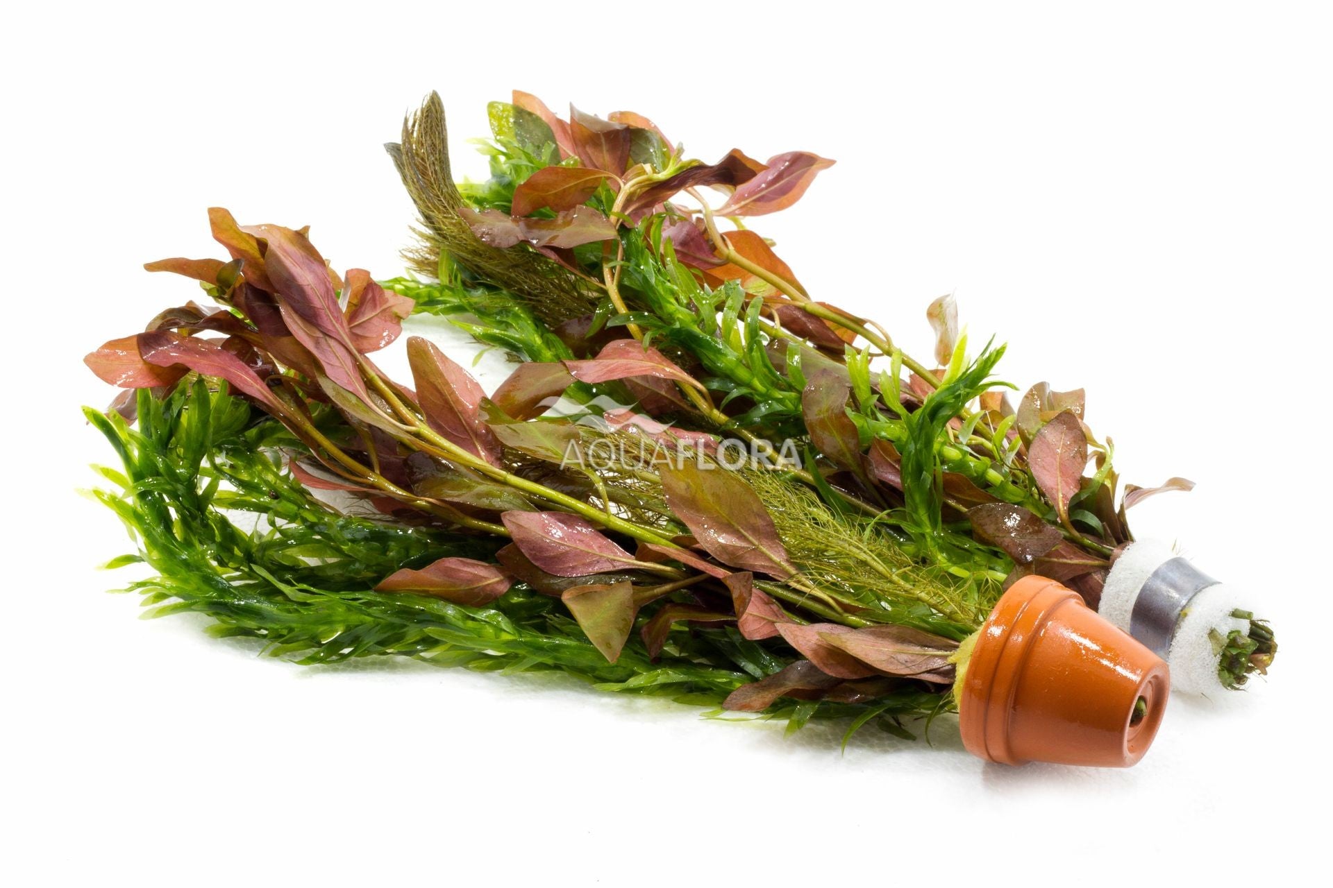 TERRACOTTA MIX 3 VARIETA' RED - AQUAFLORA