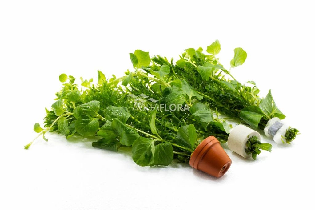 TERRACOTTA MIX 2 VARIETA' GREEN - AQUAFLORA
