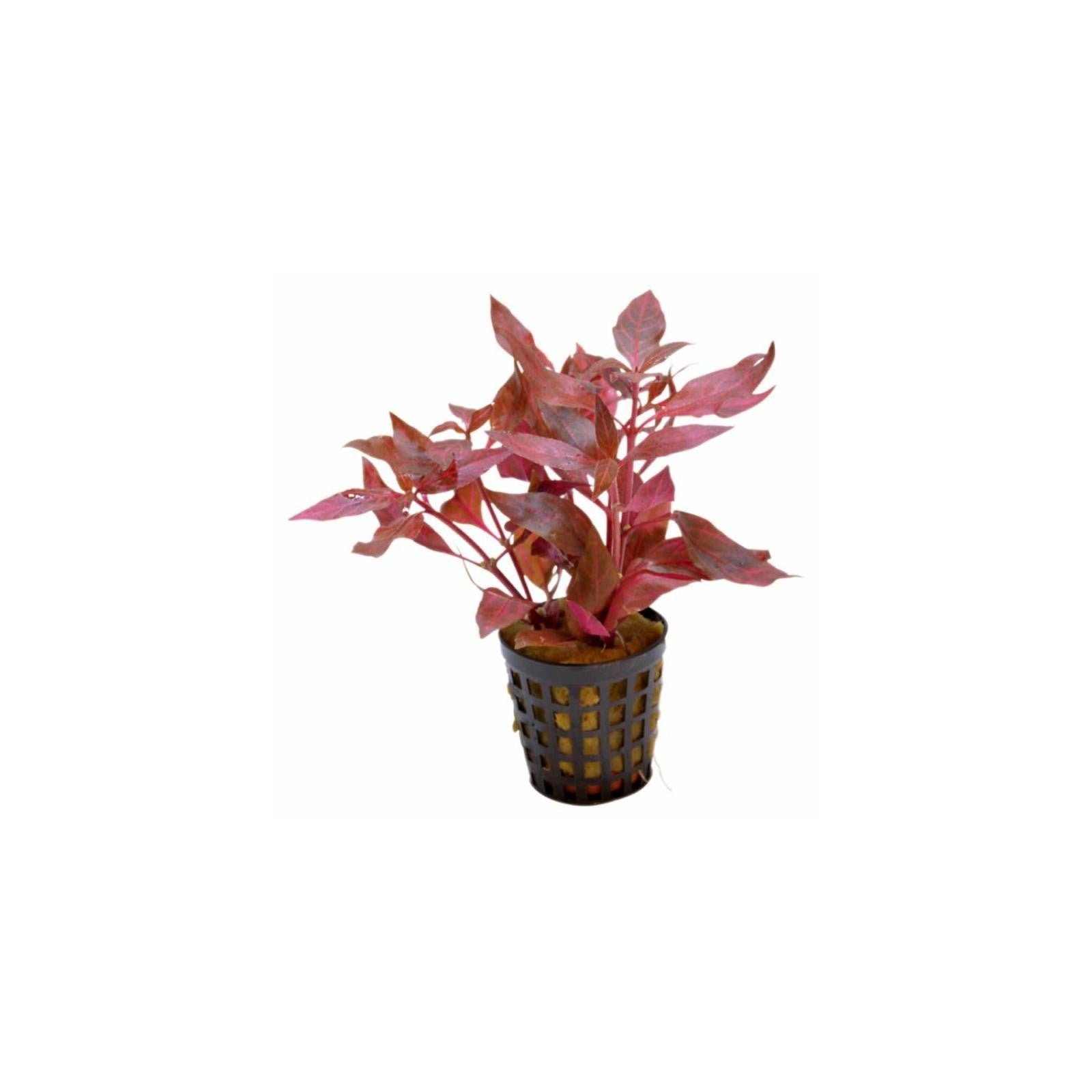 Tropica Alternanthera reineckii 'pink'