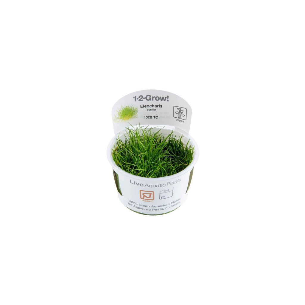 Tropica eleocharis pusilla 'mini' in Cup