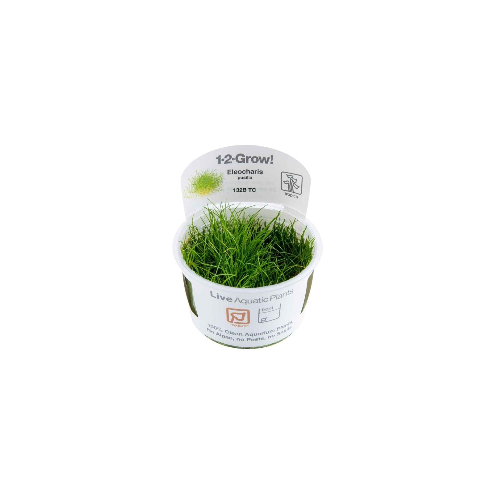 Tropica eleocharis pusilla 'mini' in Cup