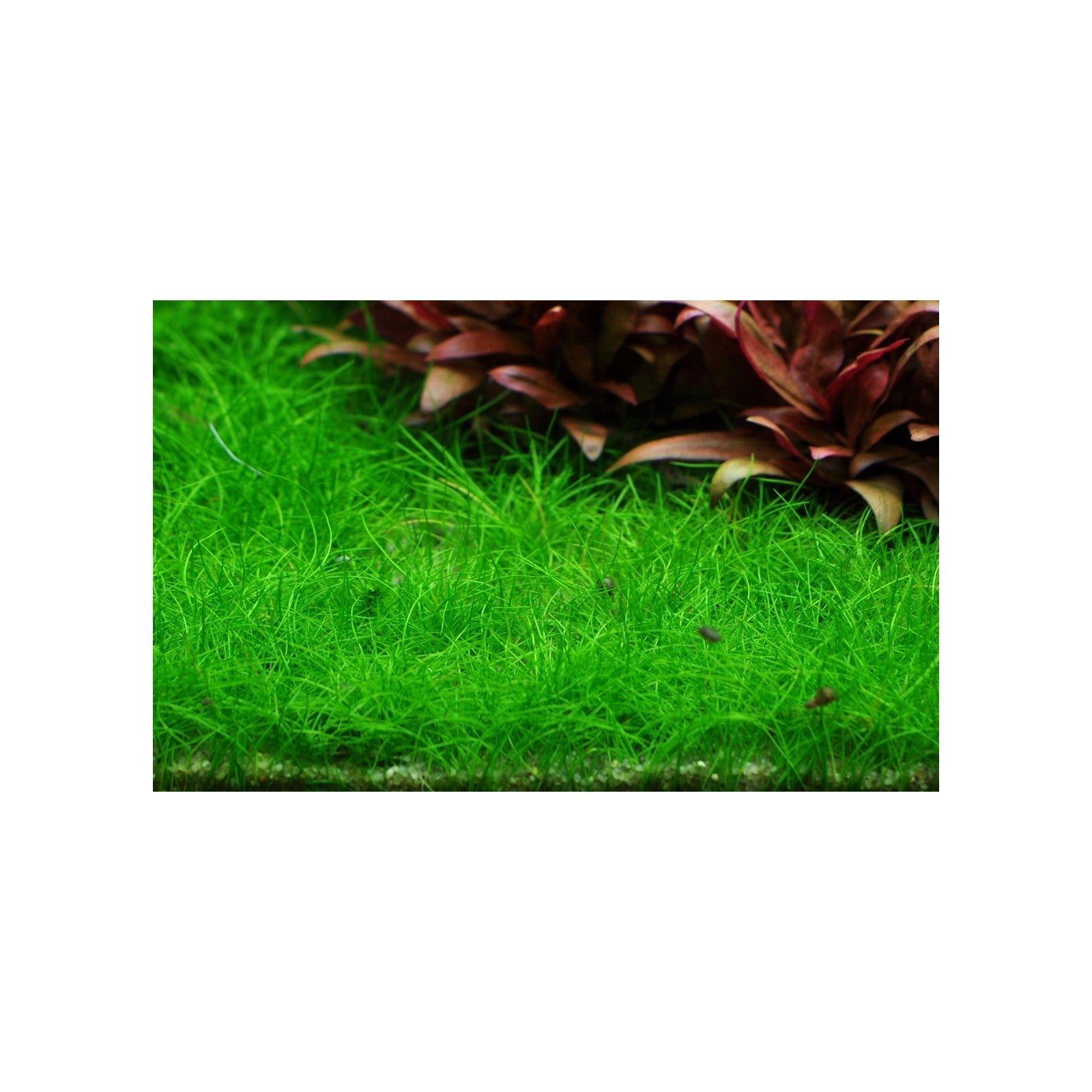 Tropica eleocharis pusilla 'mini' in Cup