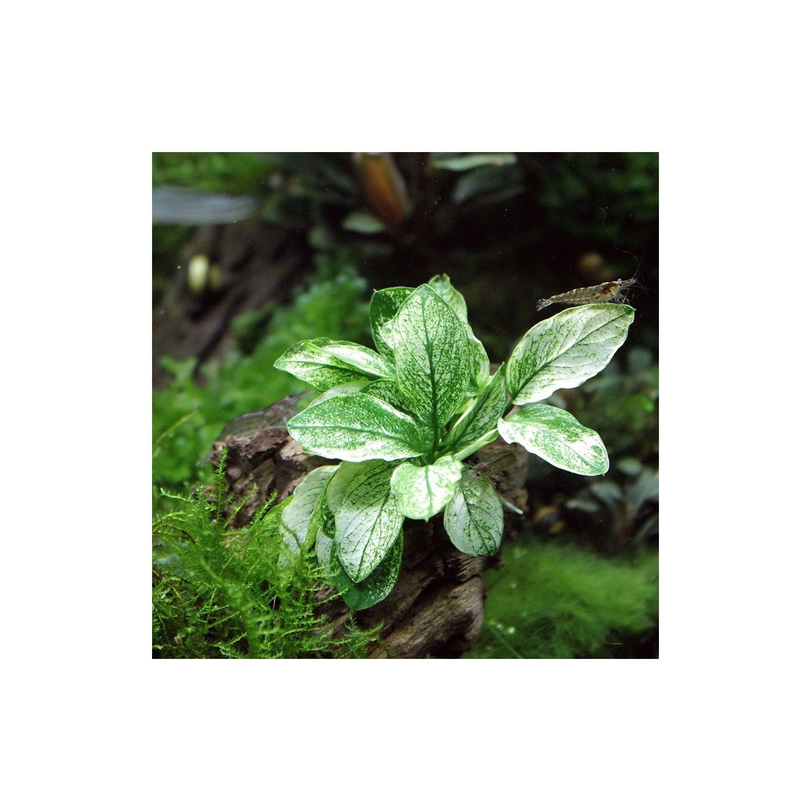 TROPICA Anubias Barteri nana PINTO