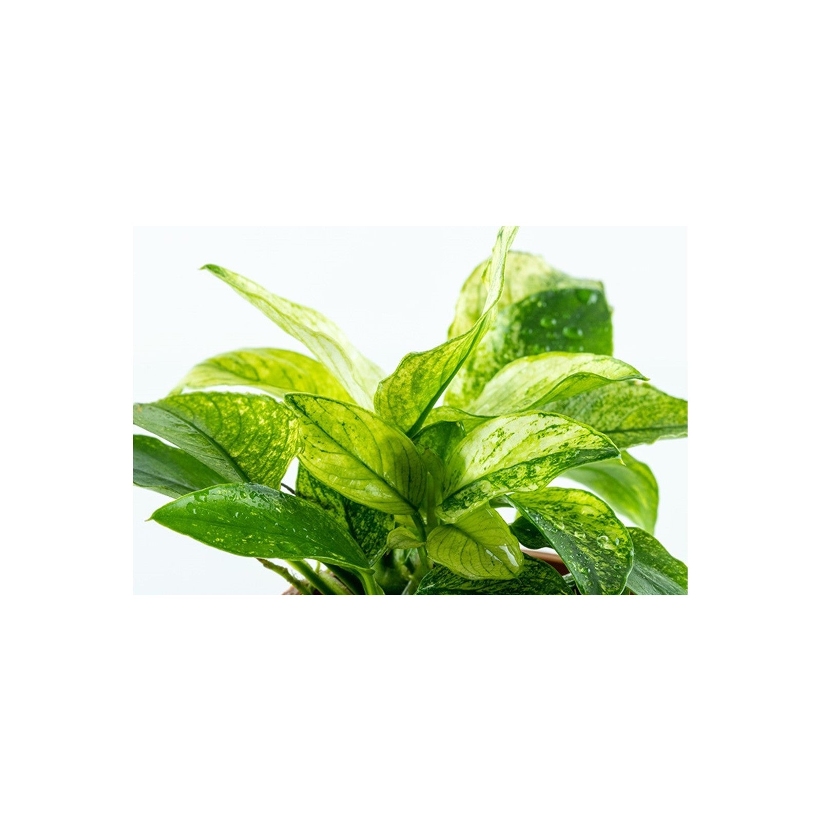 TROPICA Anubias Barteri nana PINTO