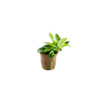 TROPICA Anubias Barteri nana PINTO